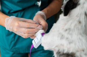 Seu pet pode salvar vidas: Faculdade promove doação de sangue para cães e gatos no ABC