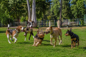 São Roque recebe mais uma edição do evento “Um domingo bom pra cachorro”
