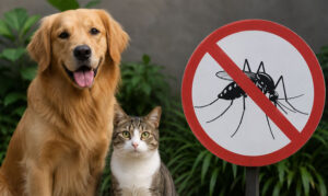 A Palavra da Vet #3: Dengue: Cães e gatos não pegam a doença, mas o mosquito esconde outro perigo